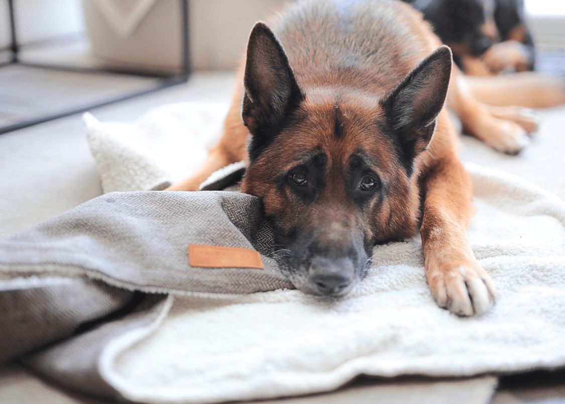 The Lincoln - Luxury Tweed & Faux Fur Reversible Dog Blanket